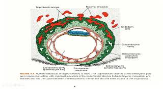 Embryology  Second week development [upl. by Rockafellow746]