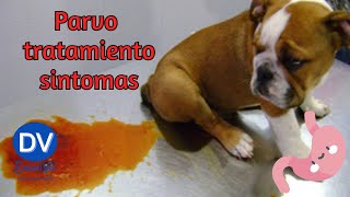 Parvovirus en perros síntomas tratamiento y más [upl. by Aitital]