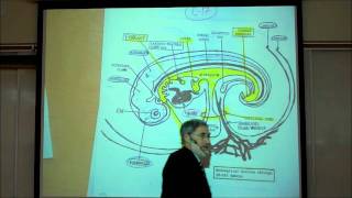 INTRO TO HUMAN EMBRYOLOGY PART 2 by Professor Fink [upl. by Capwell331]