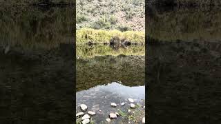 Fishing the Salt River AZ fishing trout fish troutfishing nature nativetrout trouthunting [upl. by Coopersmith]