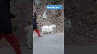 Mountain goats 🐐 at Betaab valley  Kashmir  Shorts [upl. by Nussbaum984]