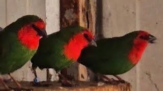 Parrot Finches [upl. by Llyrat]