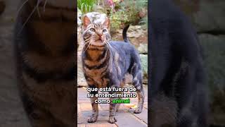 PUNTEROS LASER son Altamente Dañinos Para los GATOS gatossanos [upl. by Roberto471]