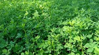 Lucerne grass for goat farming Assam [upl. by Greysun789]