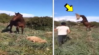 CABALLO SIN PIEDAD ELIMINA A OVEJA  LA FURIA DEL CABALLO contra perros camellos [upl. by Radcliffe]