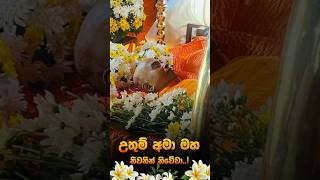 🙏Borelle kovida thero funeral viralvideo shortvideo [upl. by Niall]