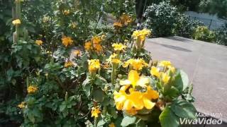 NO30 How to care grow Genista hispanicaSweet broomSpanish broomSummer flower plant HindiUrdu [upl. by Noinatrad]