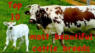 Top10 Most beautiful cattle breeds  Jersey Dutch Belted Galloway Higland Heck Belgian Blue cow [upl. by Osswald943]