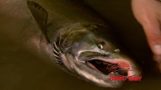 Skeena Coho on the fly [upl. by Maller]