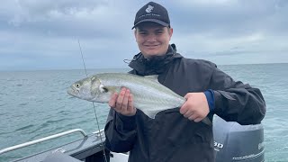 Tailor flathead tusk fish snapper toadfish catching tangalooma island [upl. by Nnylecyoj]