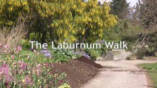 VanDusen Botanical Garden The Laburnum Walk [upl. by Arriec]