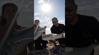 Start of snook season has been epic 🎬 florida fishing surffishing snook mulletrun jack [upl. by Jovia496]