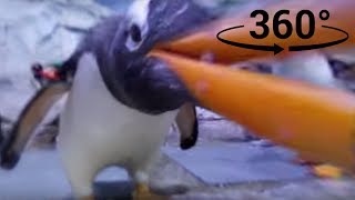 Penguin playing with camera  Penguin 360° Experience  DPTV Education [upl. by Doralyn]