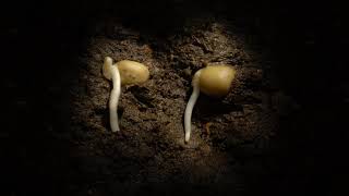 Pea germination time lapse underground Filmed over a week Hypogeal germination [upl. by Ahcarb]