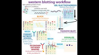 western blotting  the bumbling biochemists guide [upl. by Siuoleoj]