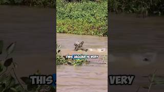 Jaguar hunts crocodiles one by one in the Amazon forest [upl. by Annonyw]