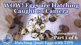 WOW Eggs are Hatching Caught on Camera  Tips on Hatching Quail Eggs [upl. by Lattonia]