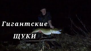 Рыбалка в Норвегии на реке Гломма Fiske i Glomma Такого я не ожидал [upl. by Emmuela510]