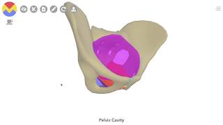 3D Tour of the Pelvic Floor [upl. by Bridie]