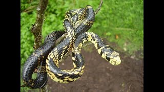 Encontramos um CANINANA no Sítio Uma cobra de 2 metros de Comprimento [upl. by Deedee]