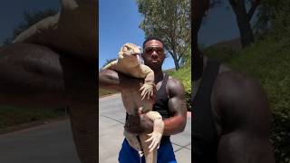 Komodo dragon  monitor lizard vs man pets viralshort [upl. by Conger541]