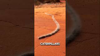 This Caterpillar Train Is SO DANGEROUS 😨 viral [upl. by Lamp]