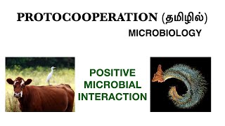 Protocooperation and its examples  Positive Microbial interaction  Microbiology  Tamil [upl. by Jolene]