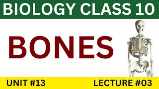 What are Bones  Biology Class 10  Chapter 13 [upl. by Kathlene994]