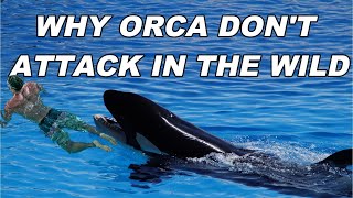 Why dont Orcas Attack Humans In The Wild [upl. by Ferde]