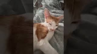 Sleepy beauty🐈 cat catlover viralvideo mykittycat funnyanimal funnypet funnykitty [upl. by Ative]