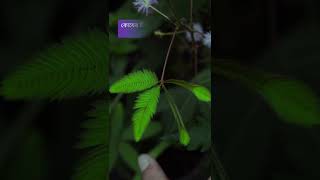 SEISMONASTIC Movement in Mimosa pudica plant লজ্জাবতী গাছেরপাতা মুড়ে যায় কেন shorts 1minbiology [upl. by Nove]