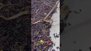 Snake got struck in grape juice making machine N4vision [upl. by Guenevere]