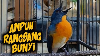 TLEDEKAN GACOR DOR MUNTAH ISIAN ‼️ AMPUH PANCING BUNYI [upl. by Anerak591]