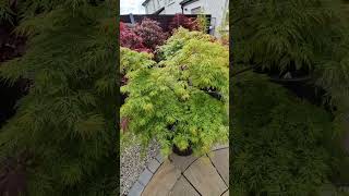 Ep 10 Acer Palmatum Dissectum quotEmerald Lacequot [upl. by Eade]