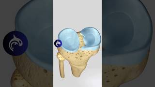 Meniscus Tear A very common knee injury that affects all ages knee meniscus 3d [upl. by Aihpled899]