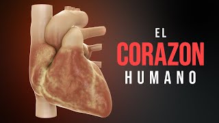 Cómo funciona el corazón Animación [upl. by Ecirum346]