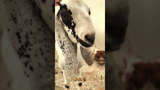 Bakra Bado Badi 😂  Bado Badi 🐐 viral trending cowvideos bakraeid2024 [upl. by Isabelita420]