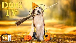 DOG TV Entertaining Video to Prevent Boredom for Dogs  Autumn Music Video to Relaxation For Dogs [upl. by Aihsemaj]