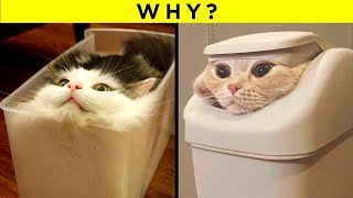 Strangest Cat Behaviours Finally Explained [upl. by Fe]