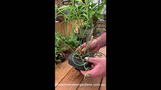 How to grow Corkscrew Rush Juncus effusus cv Spiralis [upl. by Aihsenod]