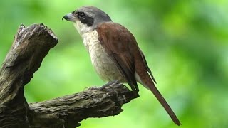 Migratory Adult TIGER SHRIKE Singapore [upl. by Naoma747]