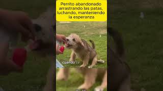 Perrito abandonado arrastrando las patas shorts llorar historiasparacompartir historias perros [upl. by Ycrad]