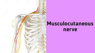 Musculocutaneous nerve  anatomy upperlimb musculocutaneousnerve coarse [upl. by Aeneus]