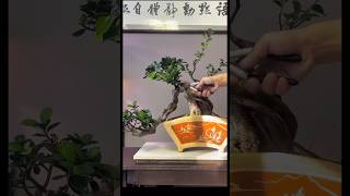 Bonsai Collection 🌲💥 034 bonsai bonsaitree shortvideo shorts art [upl. by Tait70]