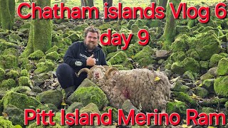 Chatham islands vlog 6 day 9 Pitt Island Merino Ram hunt [upl. by Foster]