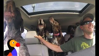 EXCITED Dogs in Car Cant Stop Howling For The Park  The Dodo [upl. by Ella]