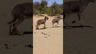 desert donkeys donkey donkeys animals [upl. by Hardman904]