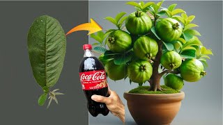 Guava propagation with garlic and coca cola combination stimulates rapid plant growth [upl. by Lockwood]