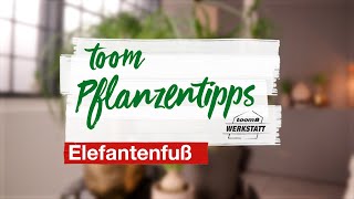 toom Pflanzentipps Elefantenfuß  toom Baumarkt [upl. by Meggy954]