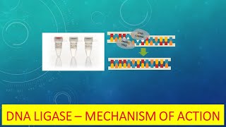 DNA Ligase  Mechanism of Action amp Function [upl. by Antoine]